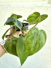 Load image into Gallery viewer, 4&quot; Philodendron Variegated Hederaceum &#39;Heartleaf&#39; - Dade Plant Co

