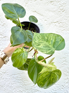 4" Philodendron Variegated Hederaceum 'Heartleaf' - Dade Plant Co