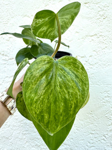4" Philodendron Variegated Hederaceum 'Heartleaf' - Dade Plant Co