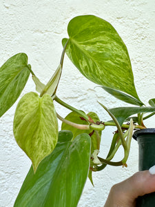 4" Philodendron Variegated Hederaceum 'Heartleaf' - Dade Plant Co