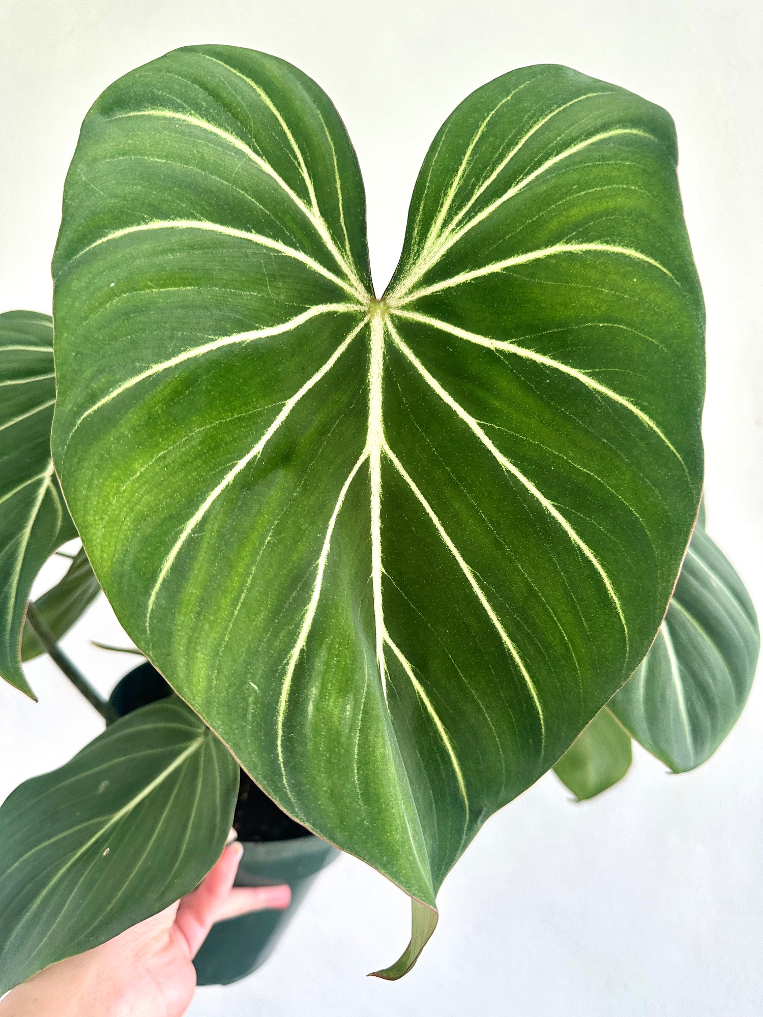 6" Philodendron Gloriosum 'Dark Form' - Dade Plant Co