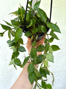 4" HB Hoya Krohniana 'Green' - Dade Plant Co