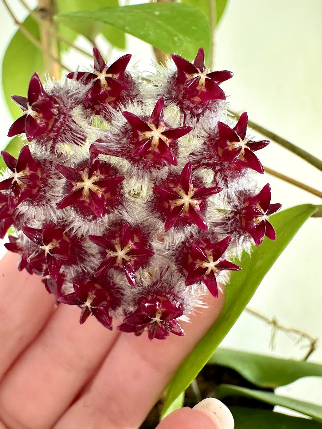 Uncommon/Rare Hoya Mystery Cutting Bundle (5 Fresh Cuttings)