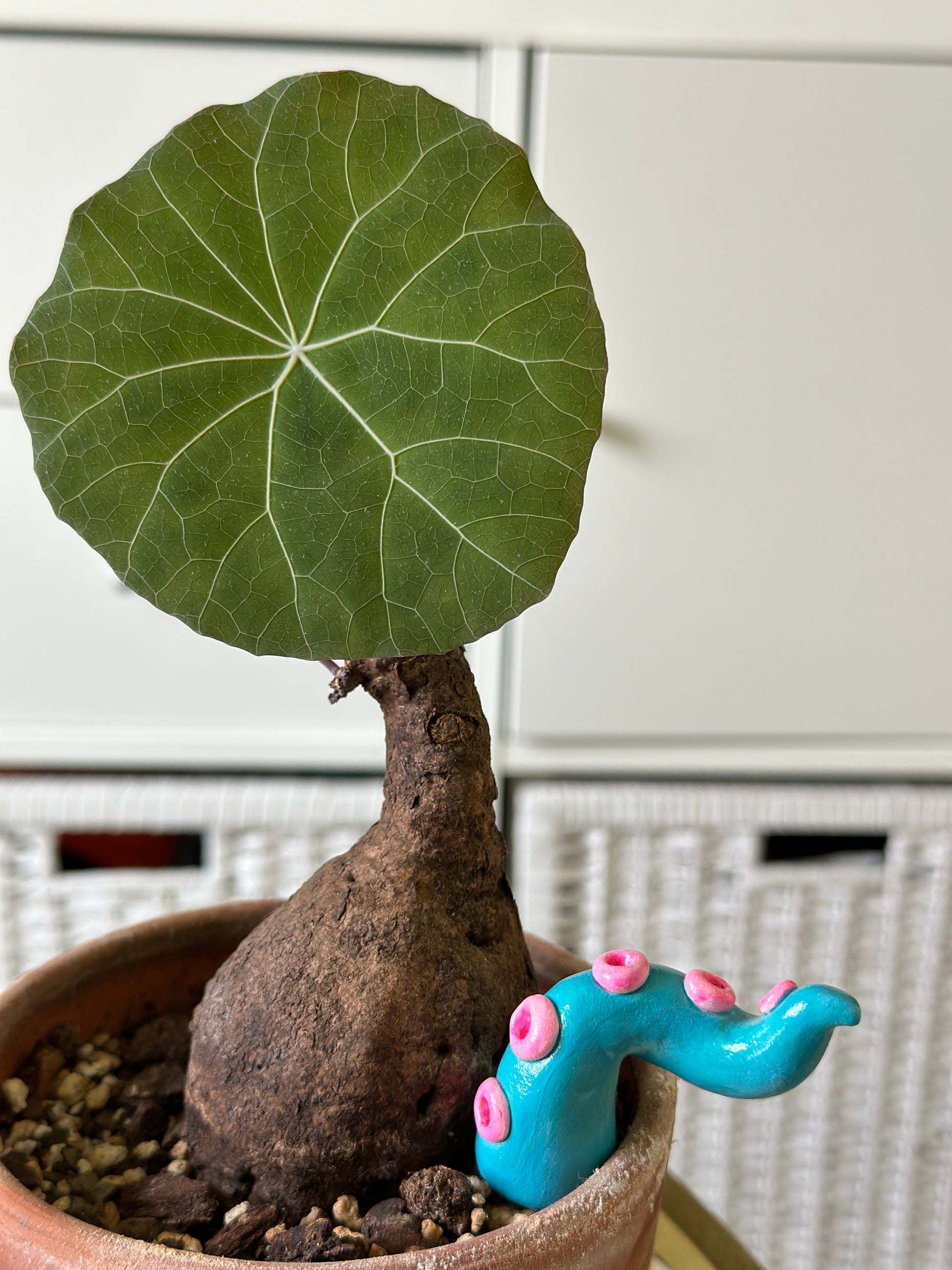 tentacle succulent Tentacle Plant Stake – Dade Plant Co