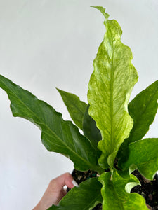 6"  Anthurium Hookeri Variegated - Dade Plant Co
