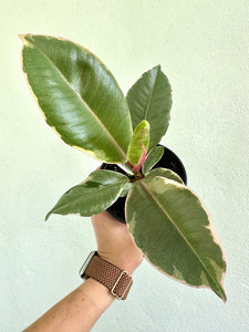 4" Ficus Elastica 'Tineke' - Dade Plant Co