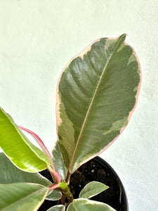 4" Ficus Elastica 'Tineke' - Dade Plant Co