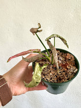 Load image into Gallery viewer, 4&quot; Syngonium Pink Rolli - Dade Plant Co
