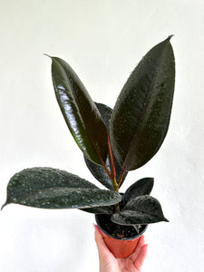 4" Ficus Elastica 'Burgundy' - Dade Plant Co