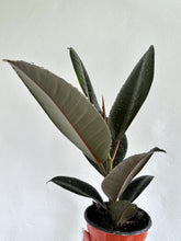 Load image into Gallery viewer, 4&quot; Ficus Elastica &#39;Burgundy&#39; - Dade Plant Co

