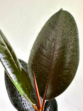 Load image into Gallery viewer, 4&quot; Ficus Elastica &#39;Burgundy&#39; - Dade Plant Co
