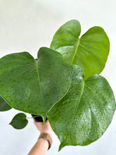 Load image into Gallery viewer, 6&quot; Monstera Deliciosa - Dade Plant Co
