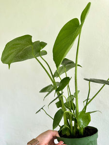 6" Monstera Deliciosa - Dade Plant Co
