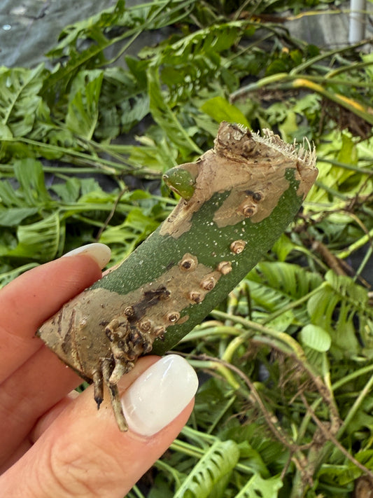 Monstera adansonii 'Laniata' - Freshly Cut (Single Node)