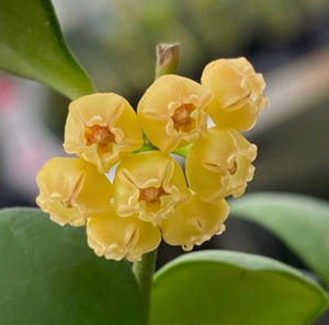 4" HB Hoya Heuschkeliana 'Yellow' - Dade Plant Co