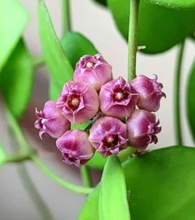 Load image into Gallery viewer, 4&quot; HB Hoya Heuschkeliana &#39;Pink&#39; - Dade Plant Co

