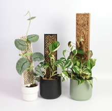 Load image into Gallery viewer, Plvntly Pole &amp; Plank Starter Kit (Black) - Dade Plant Co
