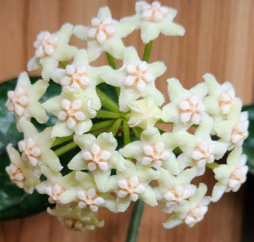 3" Hoya villosa