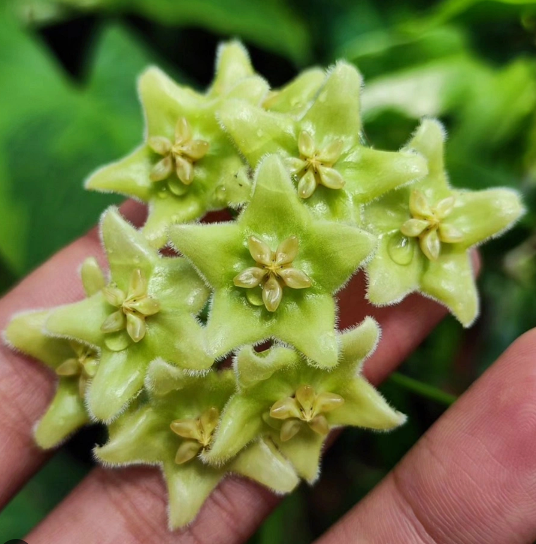 3" Hoya chlorantha