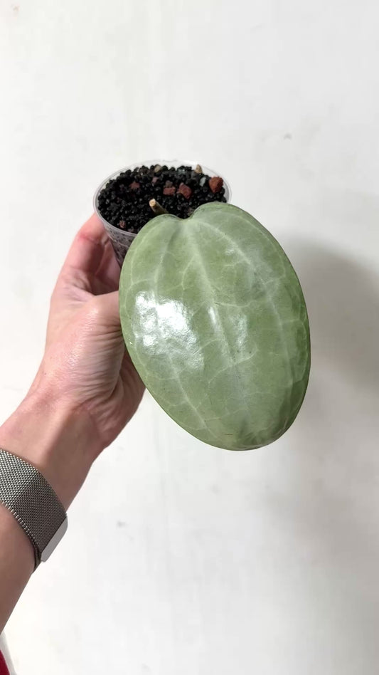 3" Hoya Latifolia (Silver)