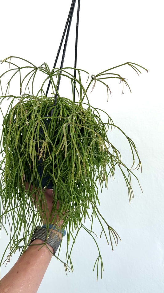 4" Rhipsalis clavata