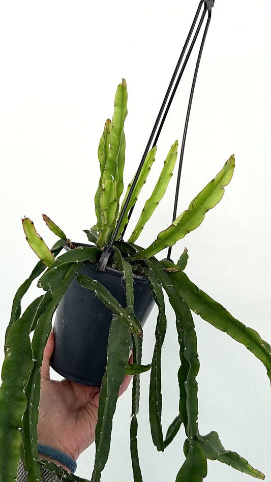 4" Lepismium cruciforme 'Hurricane Cactus'