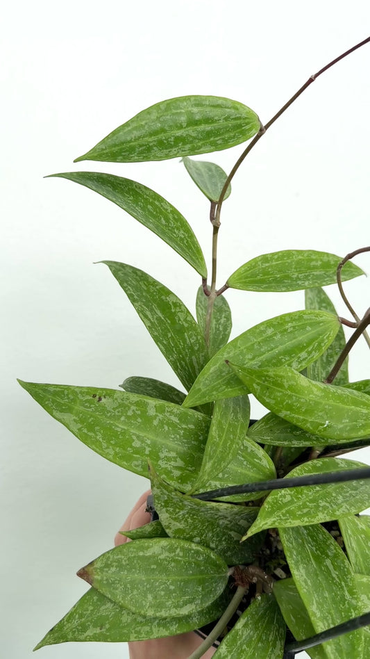 4" Hoya rangsan (Splash)