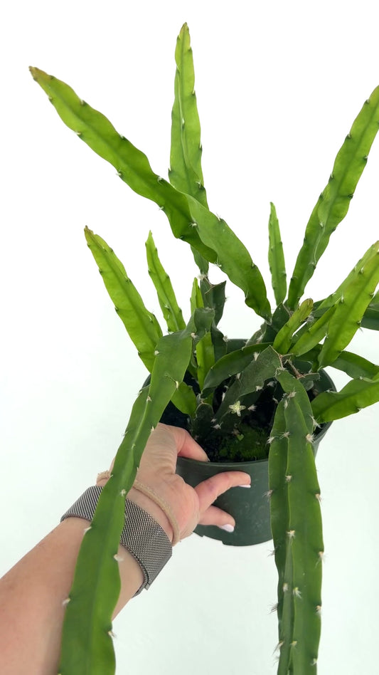 6" Lepismium cruciforme 'Hurricane Cactus'