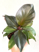 Load image into Gallery viewer, 4&quot; Philodendron Red Heart - Dade Plant Co

