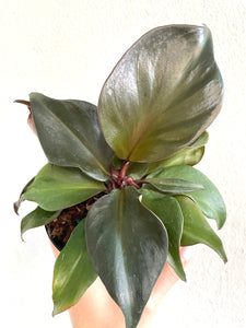 4" Philodendron Red Heart - Dade Plant Co