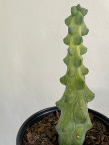 6" Boobie Cactus - Dade Plant Co